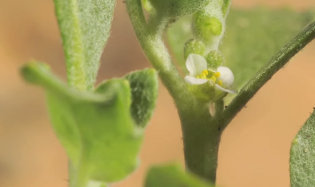 Rose of Jericho Virtual Mosque